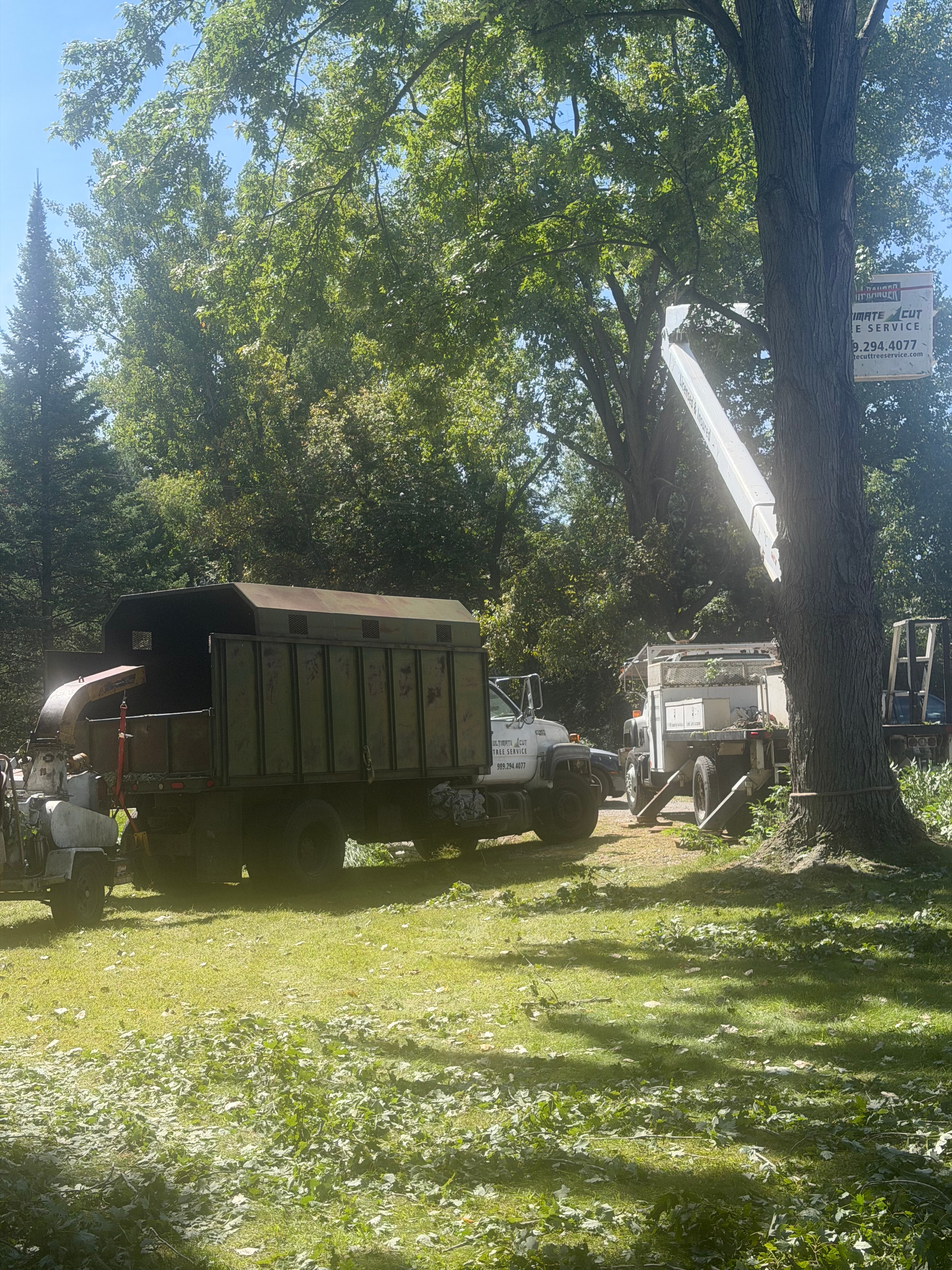 Full crew and equipment on a large removal