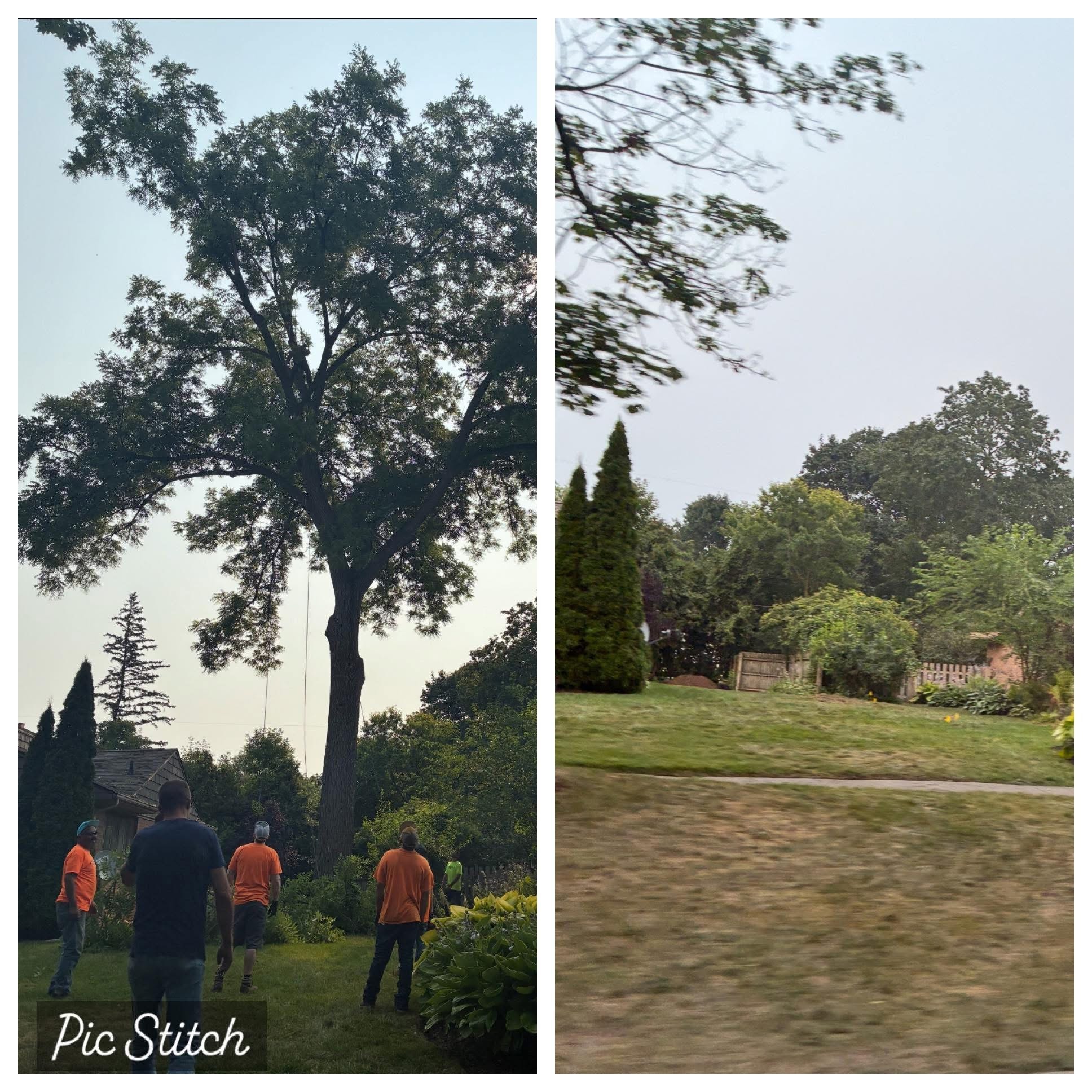 Tree removal before and after — crew working on tall trees