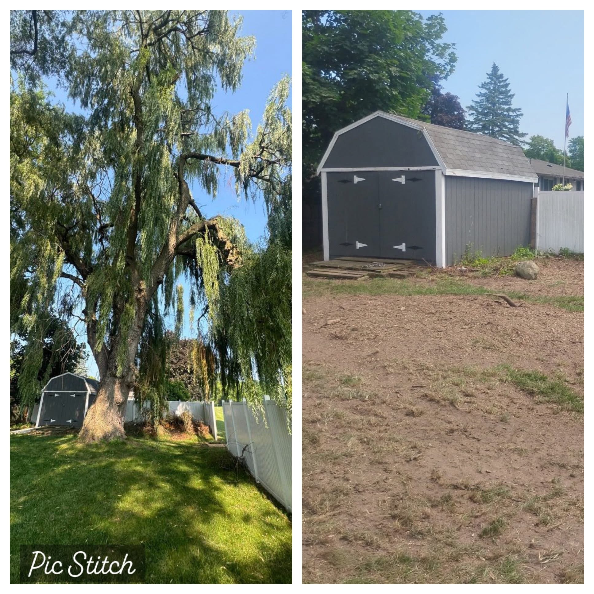 Weeping willow removal before and after — backyard shed