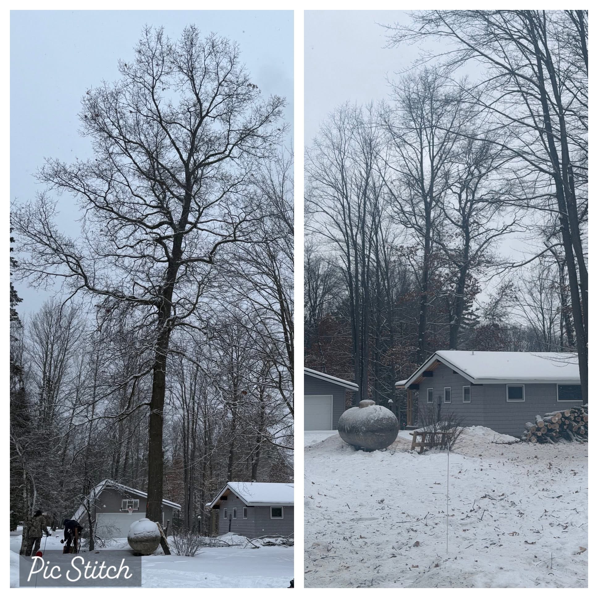 Tree removal before and after — winter job