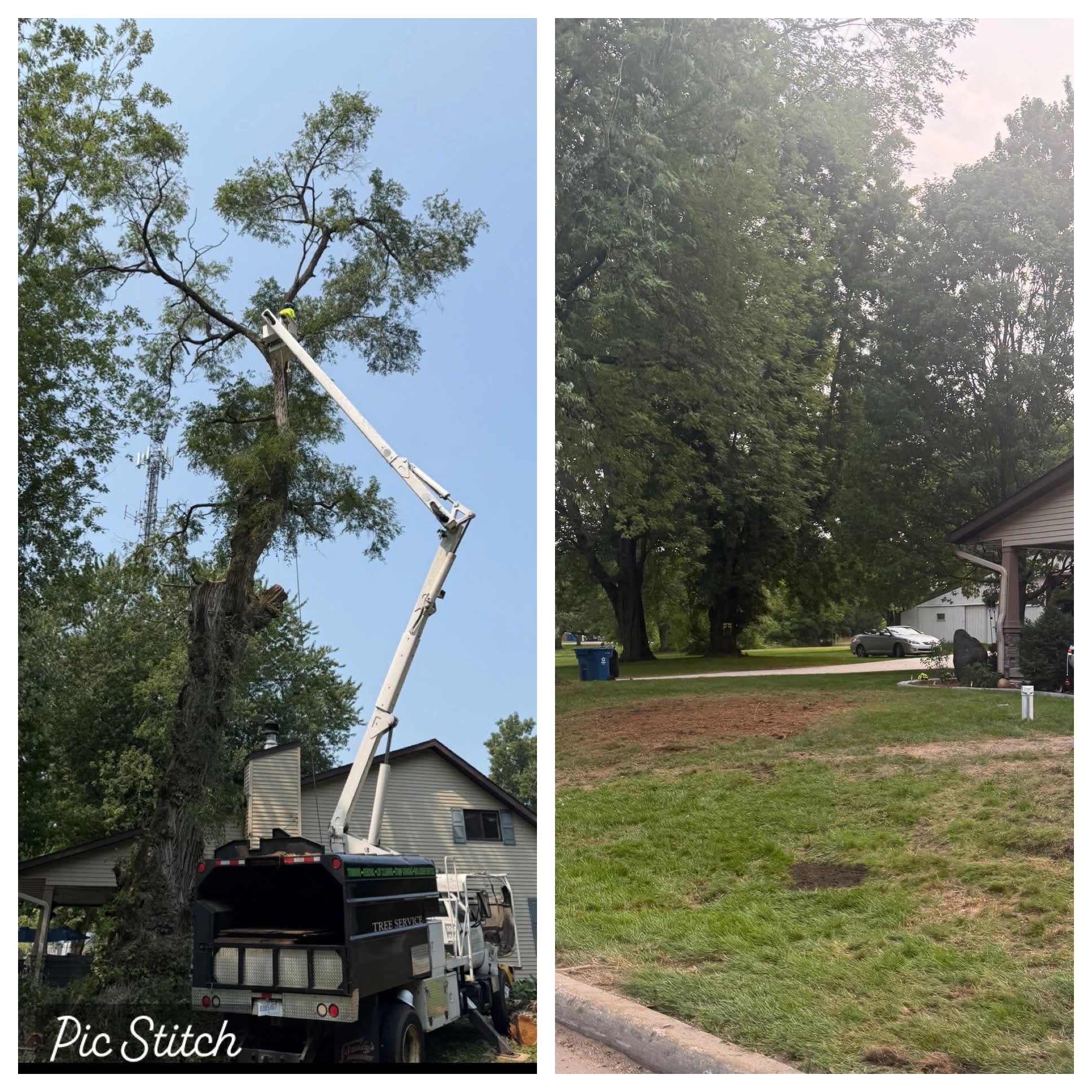 Bucket truck tree removal before and after