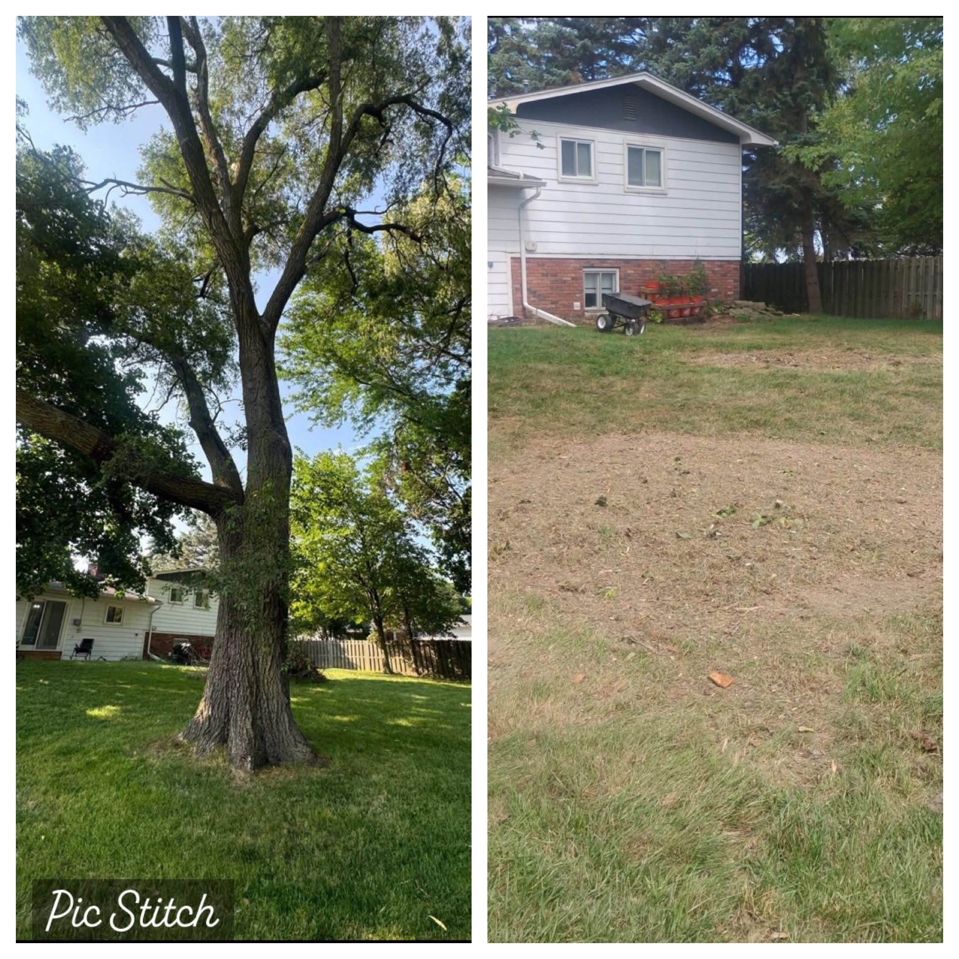 Tree removal before and after — large tree near house