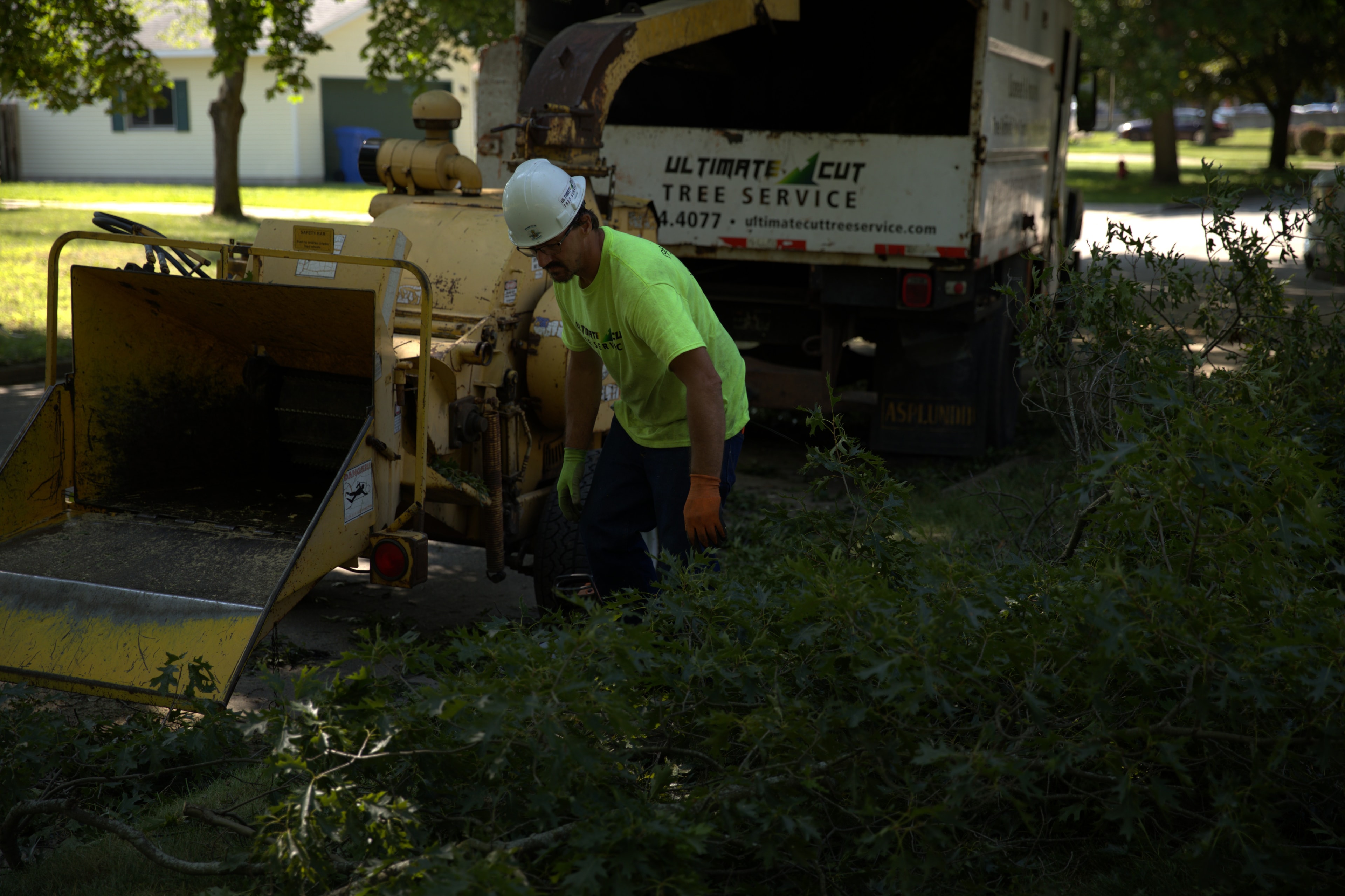 Professional tree removal crew working on a large tree