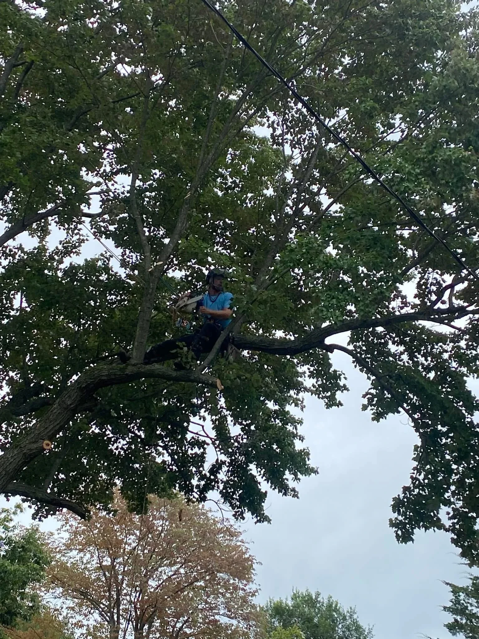 Tree Trimming